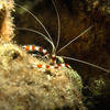 Picture taken during the dive