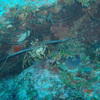 Picture taken during the dive