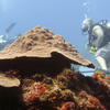 Picture taken during the dive