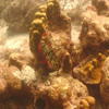 Picture taken during the dive