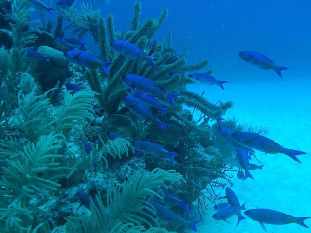 Akumal Dive Adventures - Dive Center