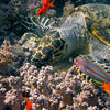 Picture taken during the dive