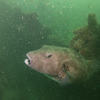 Picture taken during the dive