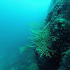 Picture taken during the dive