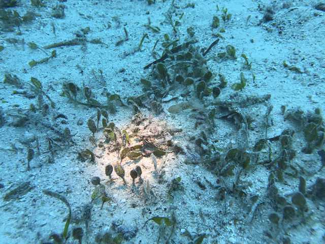 Bohol Mr. Divers - Dive Center in Philippines
