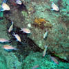 Picture taken during the dive