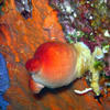 Picture taken during the dive