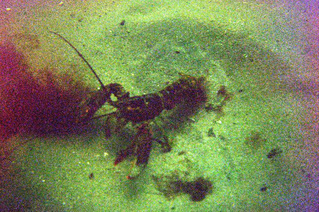 Diving in United States, Massachusetts - By Jean