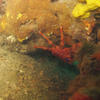 Picture taken during the dive