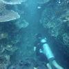 Picture taken during the dive