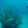 Picture taken during the dive