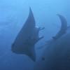 Picture taken during the dive