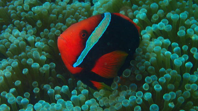 Diving in Japan, Okinawa Island - By François Metzler