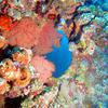 Picture taken during the dive