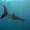 Picture taken during the dive