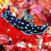 Picture taken during the dive