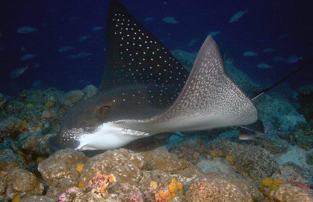 Red Mangrove Dive Center - Dive Center in Ecuador