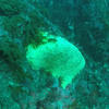 Picture taken during the dive