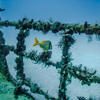 Picture taken during the dive