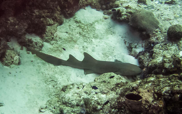 ScubaTony - Dive Center in Mexico