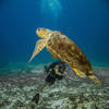 Picture taken during the dive
