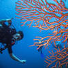 Picture taken during the dive