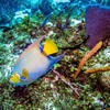 Picture taken during the dive