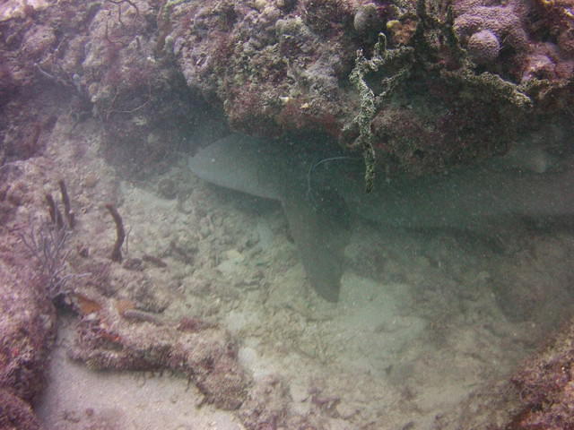 Lauderdale Diver - Dive Center in United States