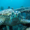 Picture taken during the dive