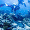 Picture taken during the dive