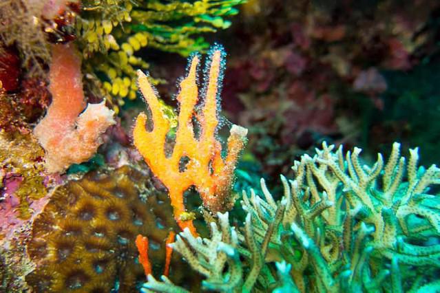 Diving in Tanzania, Pemba - By Bud