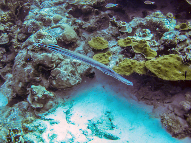 Toucan Diving - Dive Center