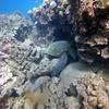 Picture taken during the dive