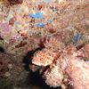 Picture taken during the dive