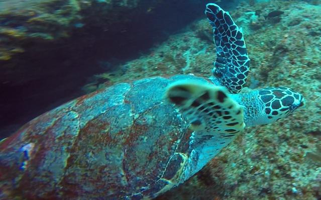 Diving in Sudáfrica, Umkomaas - By Roald Van Der Tempel