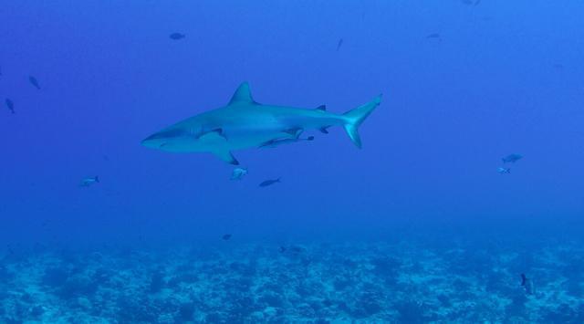 TOPDIVE-Bathys Fakarava - Dive Center