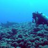 Picture taken during the dive