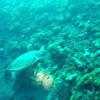 Picture taken during the dive