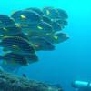 Picture taken during the dive