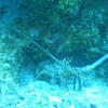 Picture taken during the dive
