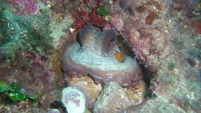 Greenwichdiving.com - Dive Center in Spain