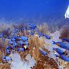 Picture taken during the dive