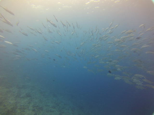 Mahana Dive - Dive Center in 法属波利尼西亚