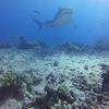 Picture taken during the dive