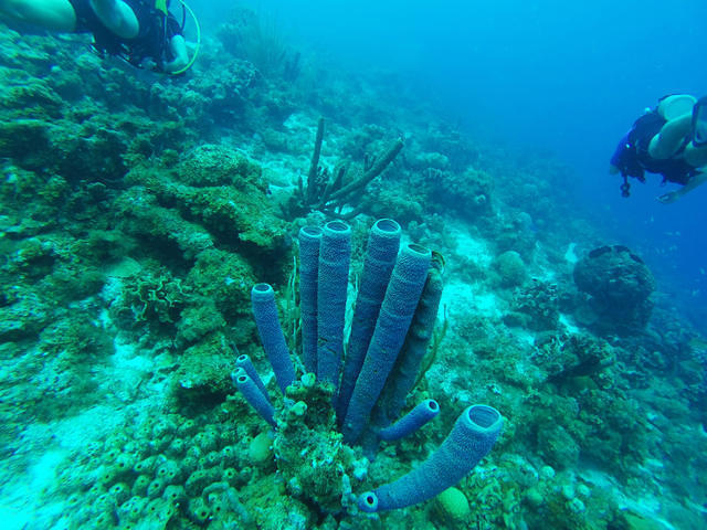 Cas Abao Watersport - Dive Center in Netherlands Antilles