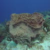 Picture taken during the dive