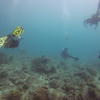 Picture taken during the dive