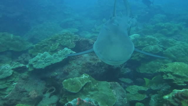 Okeanos Aggressor - Dive Center in Costa Rica