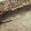 Picture taken during the dive