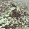 Picture taken during the dive